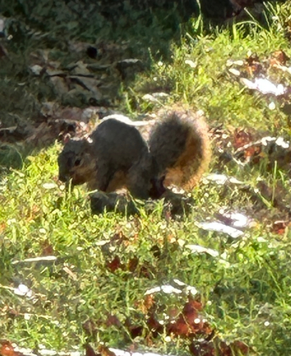 Eastern Fox Squirrel