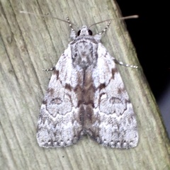 Catocala andromedae
