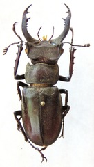 Lucanus nobilis