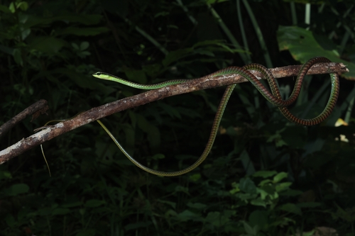 Dendrelaphis formosus observed 2026-10-13