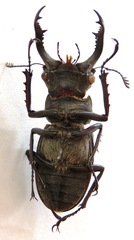 Lucanus nobilis