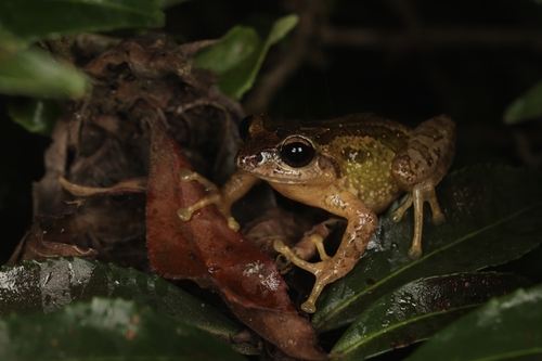 Small-eared Shrub Frog