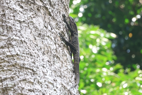 Varanus rudicollis observed 2026-10-13