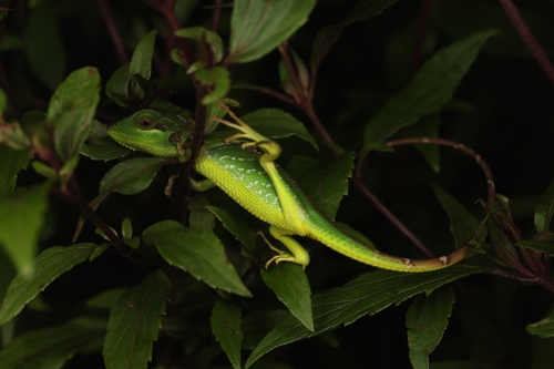 Black-cheek lizard