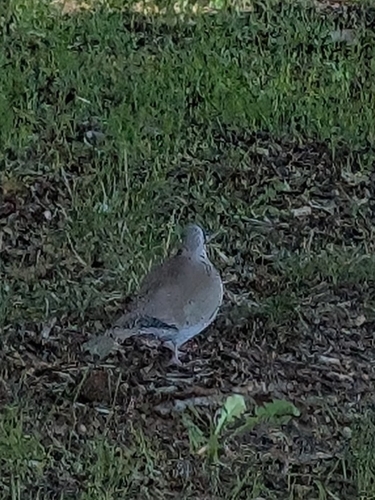 Eurasian Collared-Dove