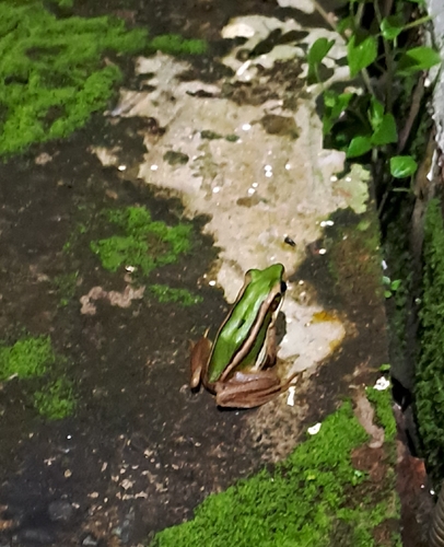 Hylarana erythraea observed 2026-10-13