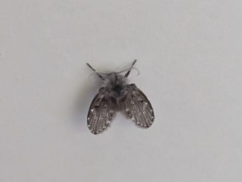 Bathroom Moth Fly