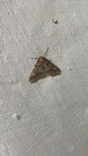 Mottled Umber