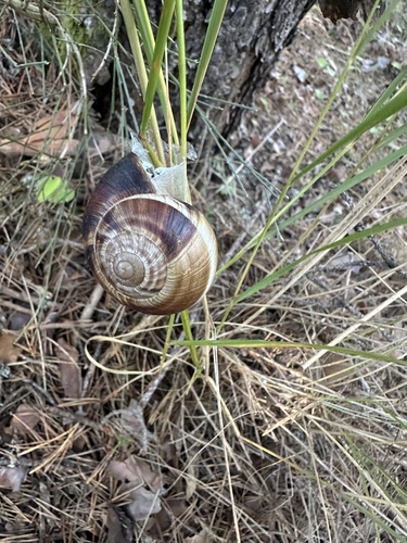 Turkish Snail