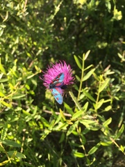 Zygaena lavandulae