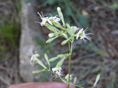 Silene patula