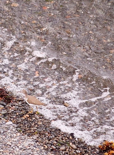 Spotted Sandpiper