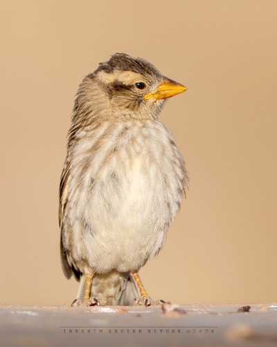 Rock Sparrow