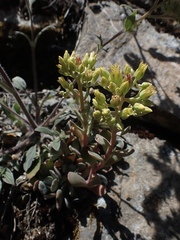 Sedum albomarginatum