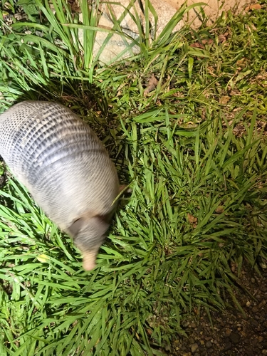 Southern Long-nosed Armadillo observed by jamesbrierley