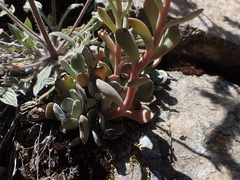 Sedum albomarginatum