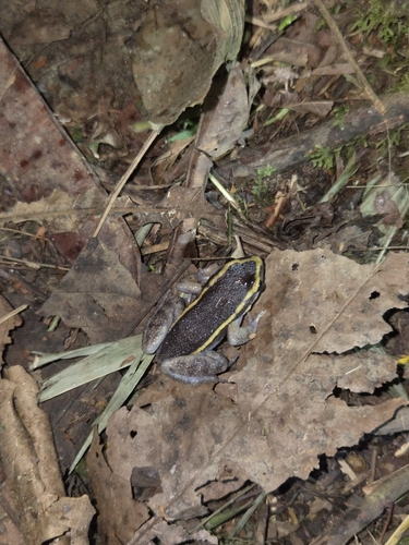 Lithodytes lineatus, 2026-10-11