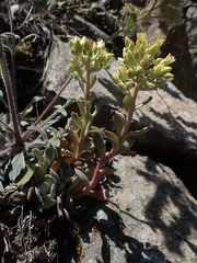 Sedum albomarginatum