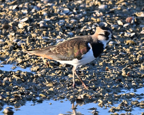 Northern Lapwing
