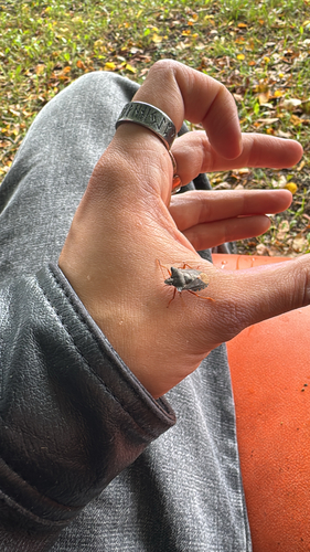 Forest Bug