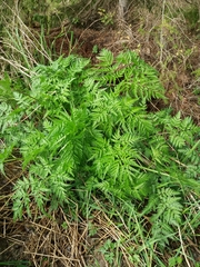 Anthriscus sylvestris