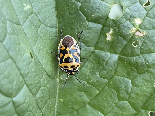 red cabbage bug