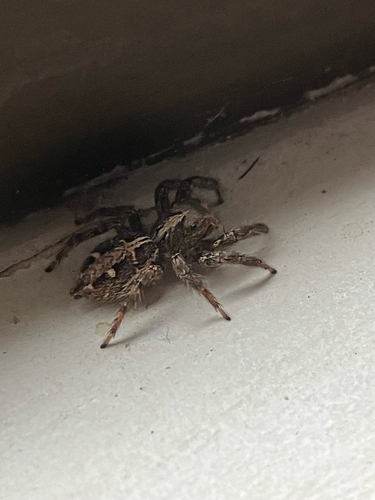 Pantropical Jumping Spider