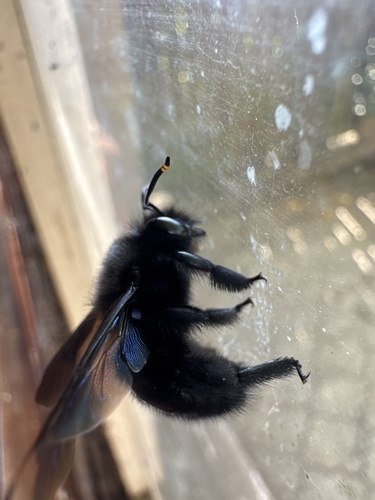 Violet Carpenter Bee