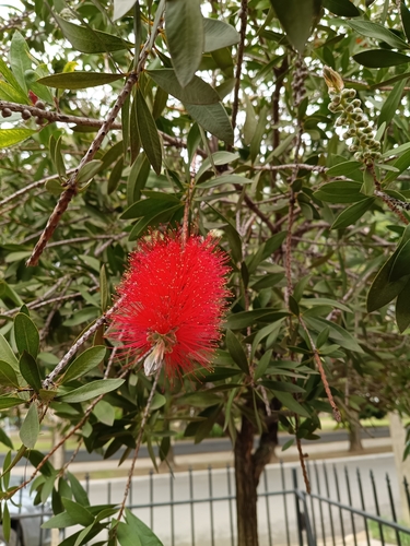 Callistemon lanceolatus, 2026-10-12