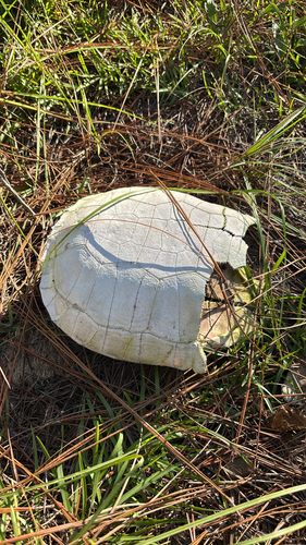 Gopher Tortoise