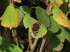 Red Admiral