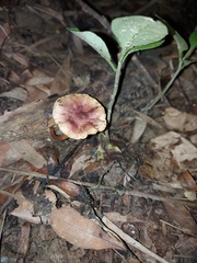 Gymnopilus aeruginosus