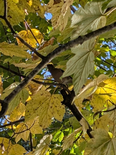 Common Chaffinch