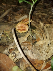 Gymnopilus aeruginosus