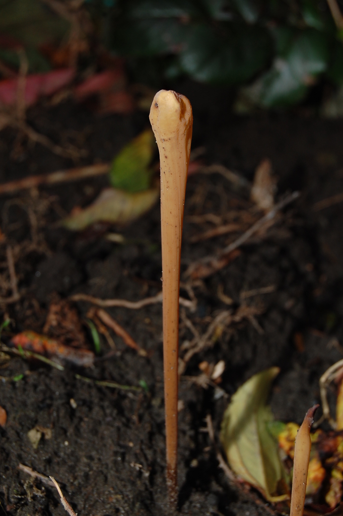 Macrotyphula