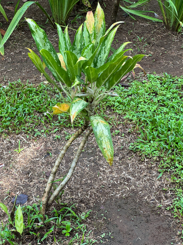 Aglaonema observed 2026-10-13