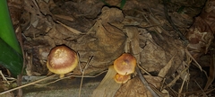Gymnopilus aeruginosus