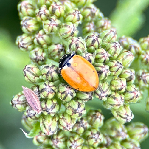 Variegated Lady Beetle