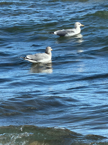 California Gull