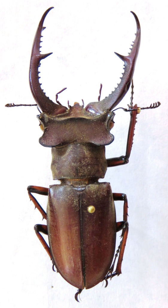 Lucanus kraatzi