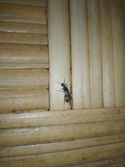 Formicidae