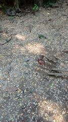 Micrurus nigrocinctus