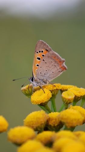 Small Copper