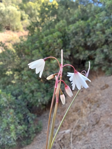 Autumn Snowflake