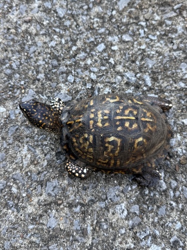 Eastern Box Turtle
