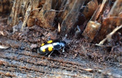 Glischrochilus grandis