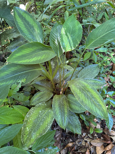 Goeppertia elliptica (Goeppertia elliptica)
