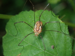 Dasylobus argentatus