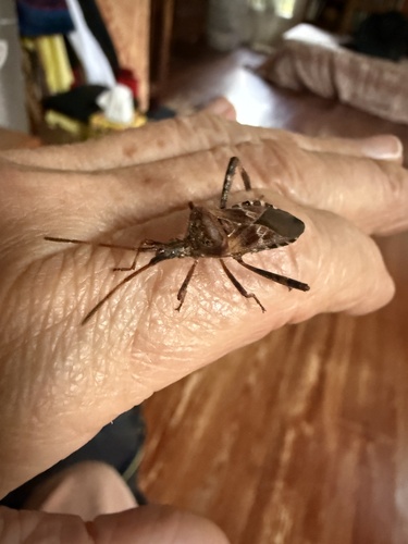 Western Conifer Seed Bug