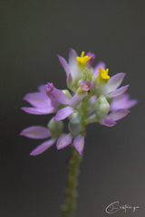Polygala mariana
